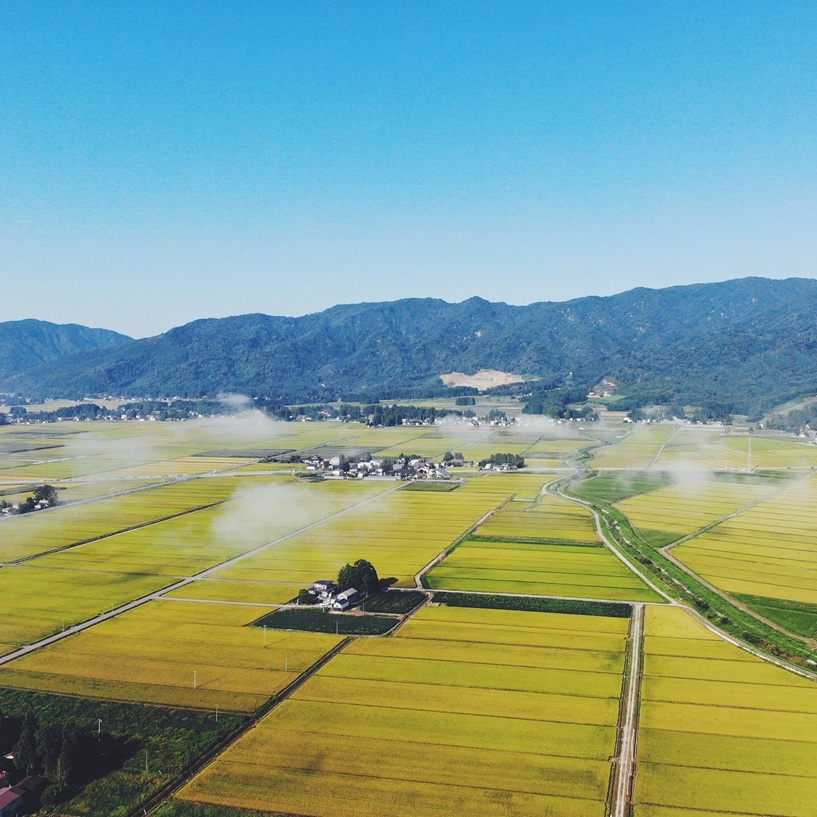 天然鰻